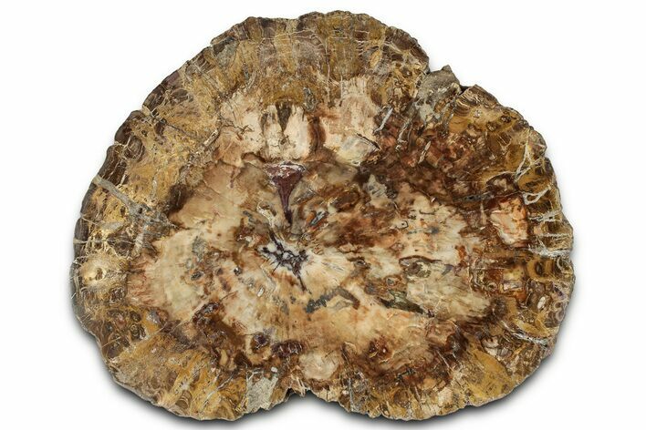 Beautiful Petrified Wood (Araucaria) Round - Madagascar #327329
